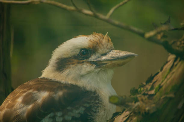 Kookaburra bird close up and personal in the wild.
