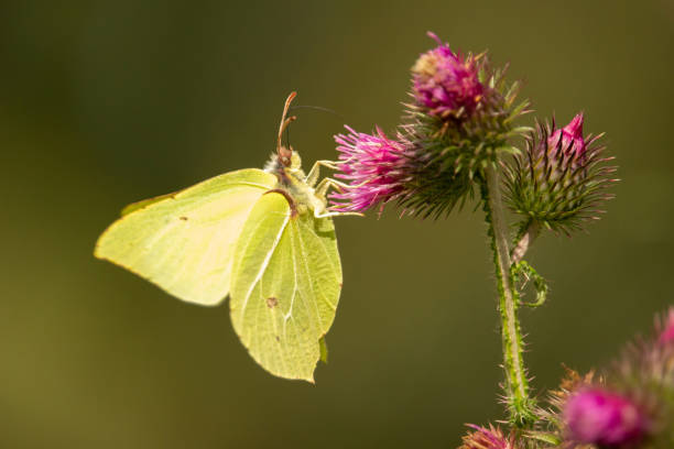istock a brimstone butterfly gonepteryx rhamni 2167004245