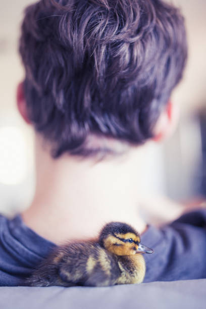 A heartwarming image featuring a small duckling resting comfortably on the shoulder of a person. The soft lighting and intimate setting create a cozy, serene atmosphere.