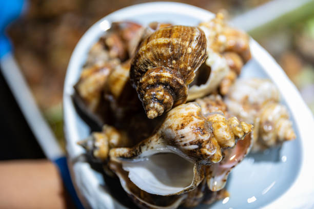 istock Cluster of Sea Snails 2167008504