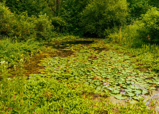 Photo taken at Jennings state forest in NE Florida. Nikon D7200 with Nikon 70-200mm zoom lens