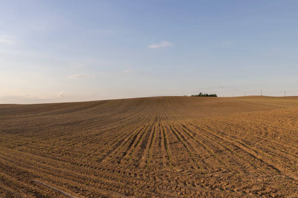 istock sunset in a field with young corn sprouts in a fertile field 2167010290