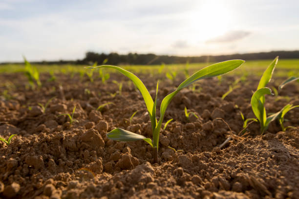 istock a field with a corn harvest in the evening 2167010316