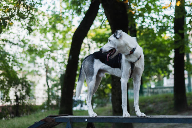 A cute dog looks away while standing on the training equipment in the public park. Dog agility