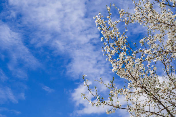 Branches of a spring flowering tree in full bloom against a blue sky background.