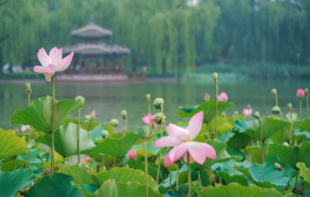 istock Lotus Flowers in Classical Chinese  Gardens 2167014111
