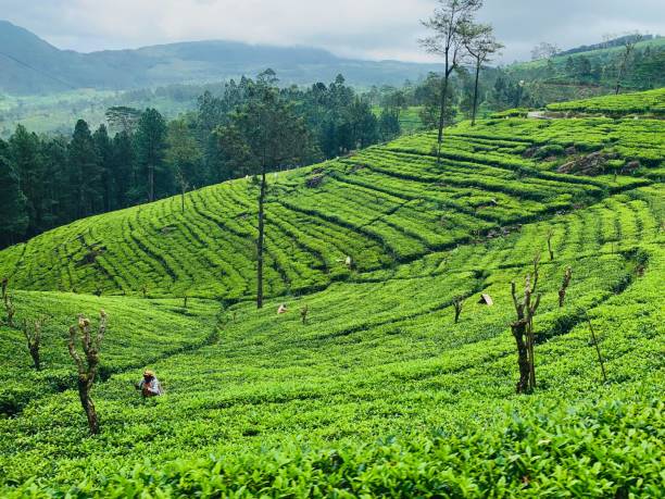 istock Tea estate sri lanka 2167015051