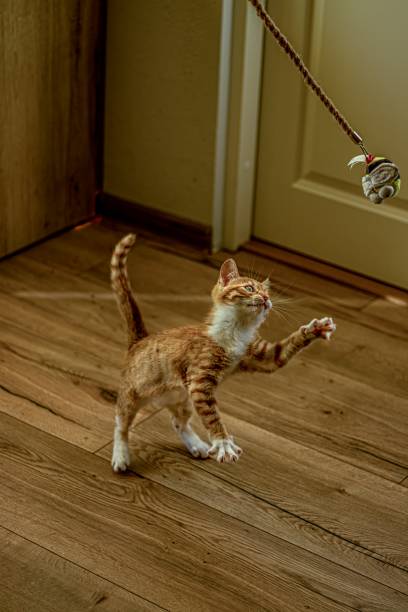 istock Ginger kitten photography 2167017057