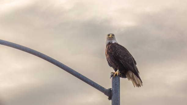 istock Adult bald eagle on a light post in Sitka, Alaska 2167017262