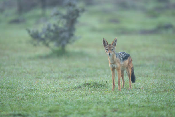 istock Black-backed jackal stands eyeing camera on grass 2167018554