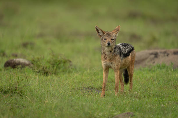 istock Black-backed jackal stands on grass watching camera 2167018611