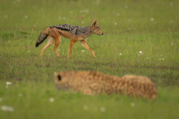 istock Black-backed jackal walks past cheetah on grass 2167018667