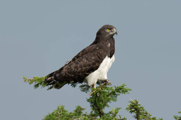 istock Black-chested snake-eagle with catchlight on sunlit thornbush 2167018787