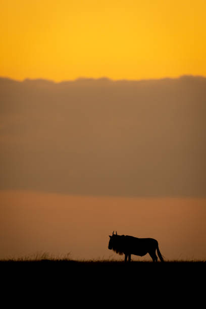 istock Blue wildebeest standing at sunset in profile 2167019406