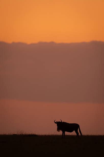 istock Blue wildebeest stands at sunset turning head 2167019418
