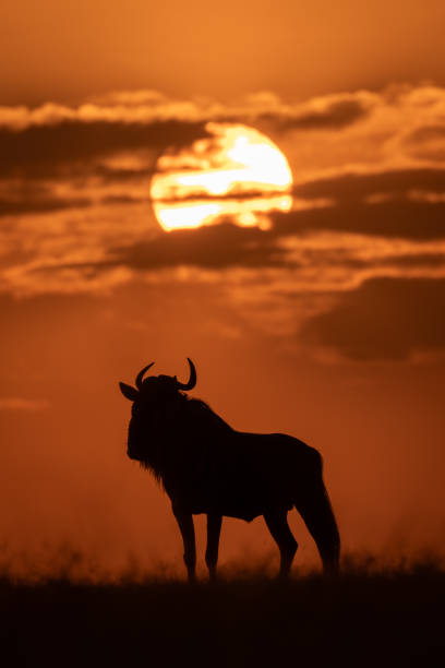 istock Blue wildebeest stands lifting head at sunset 2167019454