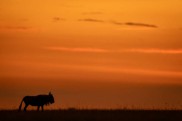 istock Blue wildebeest stands on horizon after sunset 2167019521