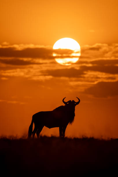 istock Blue wildebeest stands turning head at sunset 2167019609