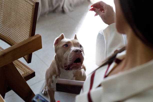 istock Good dog, you deserve an award! 2167019688