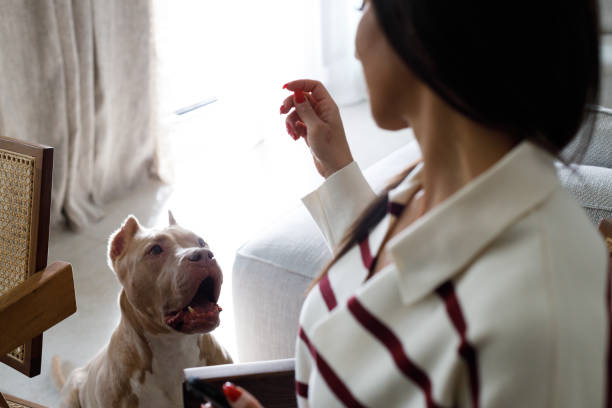 istock Good dog, you deserve an award! 2167019690