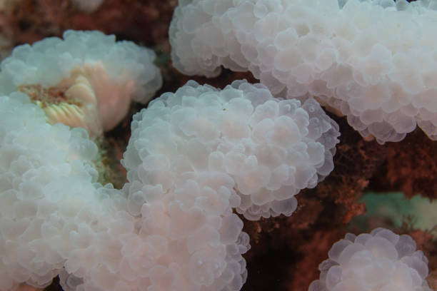 istock Bubble coral (Plerogyra sinuosa), Zanzibar, Tanzania 2167021063