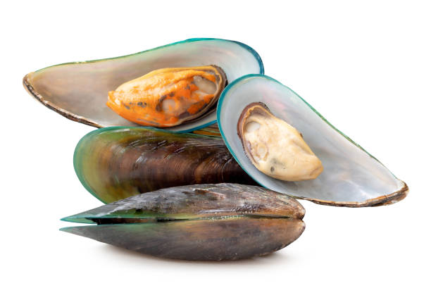 istock Front view of steamed or cooked green mussels in stack isolated on white background with clipping path 2167021527