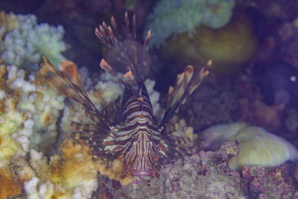 Common lionfish (Pterois miles), Zanzibar, Tanzania