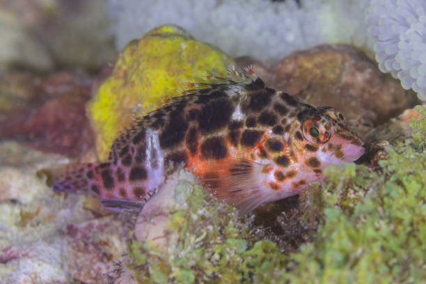 Beautiful wild fish (Long nose Filefish) swimming in the blue sea
