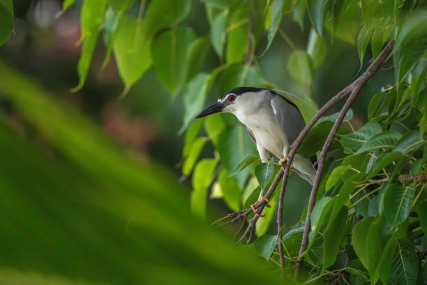 Black-crowned night heron standing on the tree