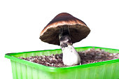 fruchtende-psilocybe-cubensis-pilze-golden-teacher-sorte.jpg?b=1&s=170x170&k=20&c=uTaFdl2MlkE0haDWWw4Y8lLsdaDVlpVdVTR-BjKTIGQ=