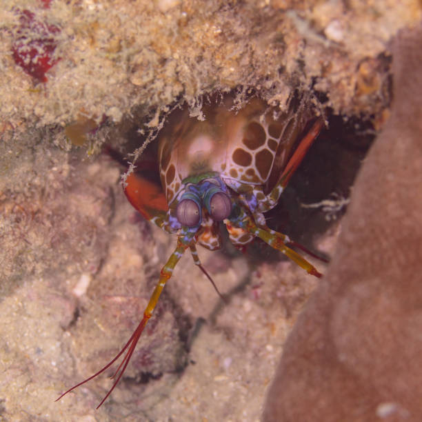 istock Peacock mantis shrimp (Odontodactylus scyllarus), Zanzibar, Tanzania-3 2167022938