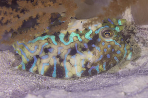 istock Thornback cowfish (Lactoria fornasini), Zanzibar, Tanzania-2 2167025221