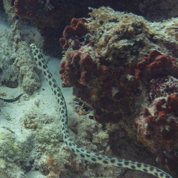 istock Tiger snake eel (Myrichthys maculosus), Zanzibar, Tanzania-3 2167025415