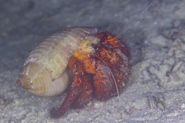 hermit crab with beautiful shell. hermit crab has claws and many legs. hermit crab on isolated white background. hermid crab has latin name Paguroidea