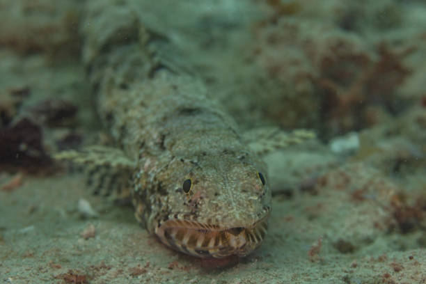 Variegated lizardfish (Synodus variegatus), Zanzibar, Tanzania
