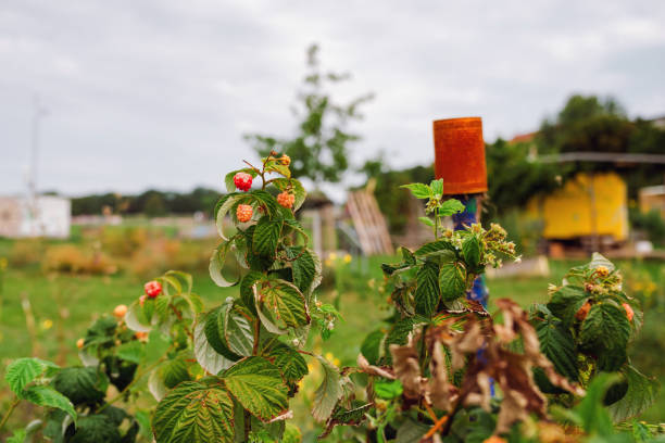 raspberries in urban garden in Berlin at Tempelhofer Feld