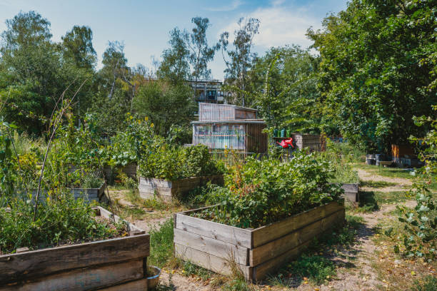 raised beds with wild flowers in public urban garden in Berlin in Mauerpark
