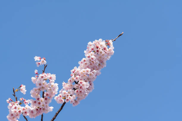 Cherry blossoms are delicate, pale pink or white flowers that bloom briefly in spring, symbolizing the fleeting beauty of life. Their soft petals create a dreamy landscape, often celebrated in festivals for their stunning, ephemeral beauty.