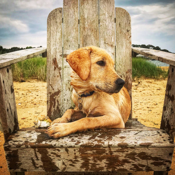 An adorable golden retriever puppy finds a cozy resting spot beneath a curved wooden table base, peeking out with curious eyes and a relaxed expression. The scene captures the playful innocence and charm of a young dog discovering new hiding places indoors on a tiled floor.