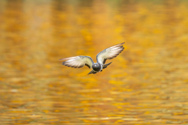 istock The rock dove flying above water 2167028243