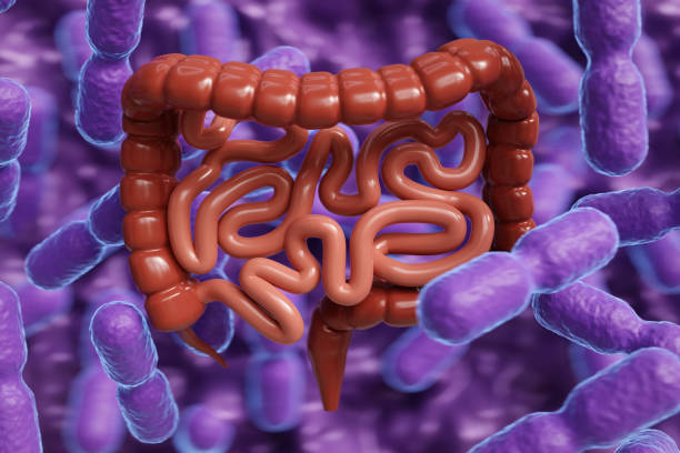 istock Intestinal tract with probiotic. Digestive health concept 2167028586