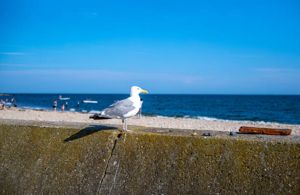 Various views of a curious seagull at the beach in Falmouth, MA on Cape Cod.  The seagull is seen interacting with tourists and a fisherman and enjoying a view of the Vineyard Sound which is seen at the mouth of Falmouth Harbor.  The seagull is quite animated as it turns its' head in various directions to take in all that surrounds it.