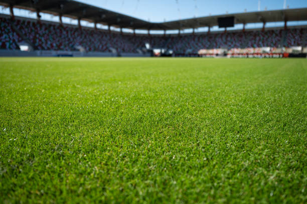 Grass at the football stadium Grass at the football stadium during sunny summer day soccer field stock pictures, royalty-free photos & images