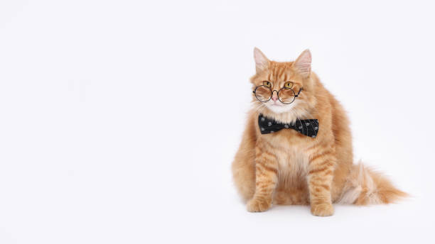istock Beautiful red Cat wearing a beautiful bow tie with eyeglasses. Smart cat. 2167030836