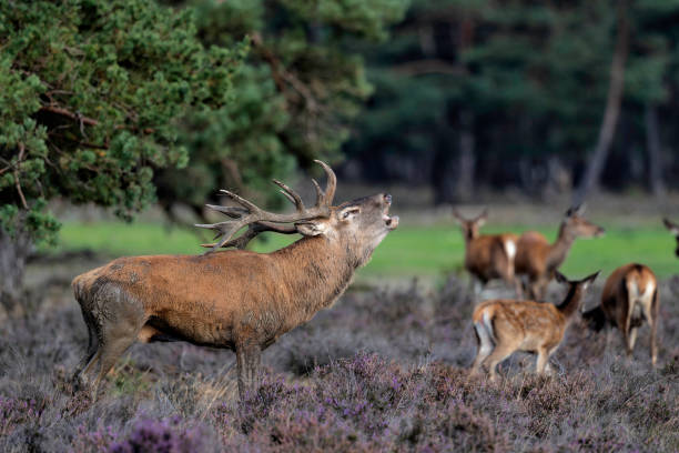 istock Red deer stag in the rutting season 2167033010