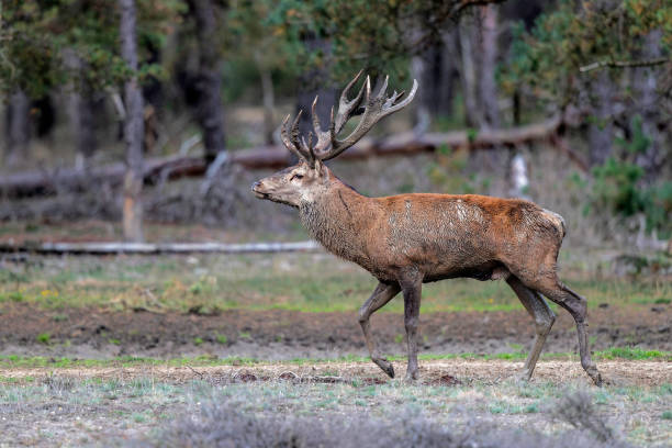 istock Red deer stag in the rutting season 2167033117