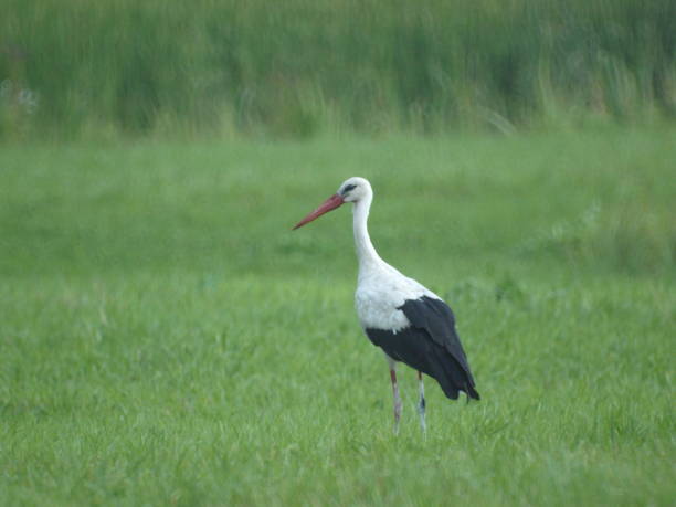 istock Stork bird walking in the meadow 2167034564