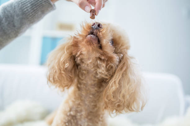 istock woman feeding cute dog 2167035679