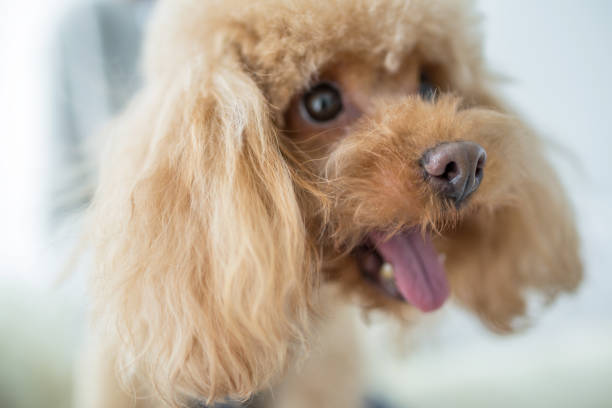 cute dog playing in livingroom