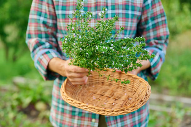 Тимьян - как вырастить хороший урожай Тимьян: как вырастить хороший урожай